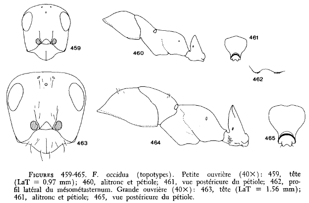 File:Francoeur 1973 459-465.jpg