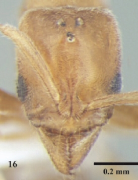 Hypoponera confinis queen H.jpg