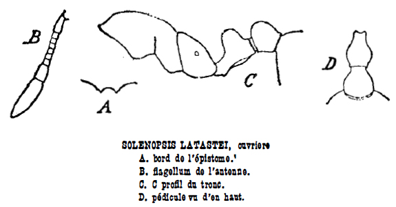 File:Solenopsis latastei Forel 1985.jpg