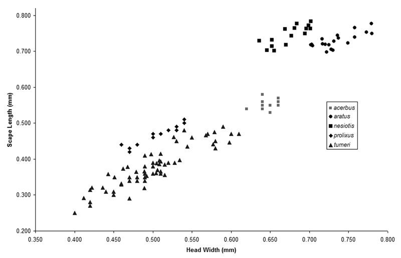 Australian Aenictus SL-HW plot.jpg