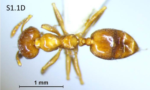 File:Crematogaster borneensis F1.1D.jpg