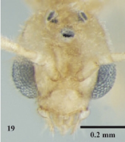 Hypoponera confinis male H.jpg
