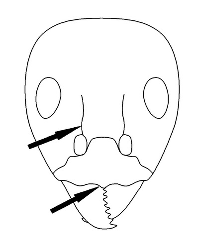 File:Iridomyrmex Key Couplet 20 right-Antwiki.jpg