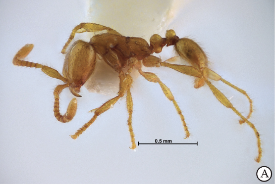 File:Fig. 3a Jaitrong and Ryangsittichai 2018 Aenictus samungi worker body in profile.png