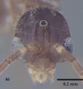 File:Hypoponera wroughtonii male H.jpg