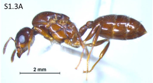 File:Crematogaster hullettii F1.3A.jpg