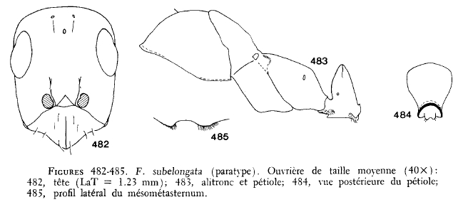 File:Francoeur 1973 482-485 subelongata.jpg