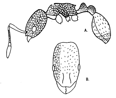 File:Cardiocondyla tiwarii.jpg.jpg