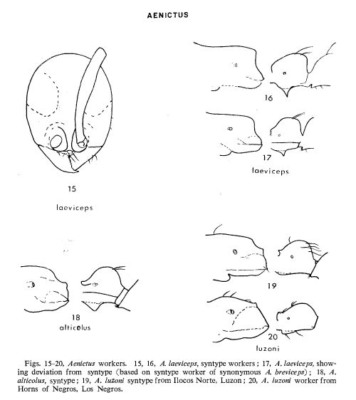 File:Wilson 1964 Army Ant fig 15-20.jpg