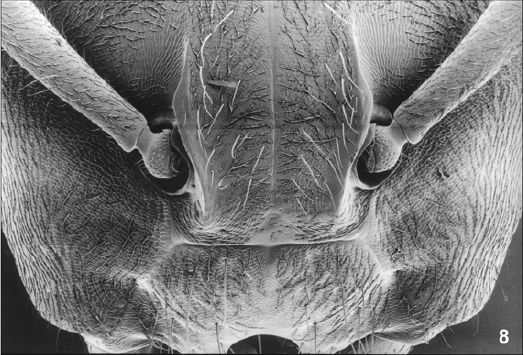 File:Camponotus khaosokensis queen cly.jpg