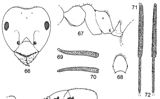 File:Lasius morisitai worker.jpg