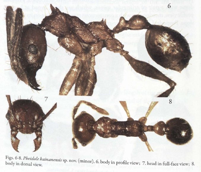 File:Chen at al. 2011 Pheidole hainensis minor.jpg