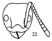 File:Dolichoderus squamanodus F22.jpg