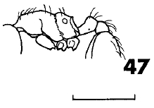 File:Carebara hannya F47.jpg