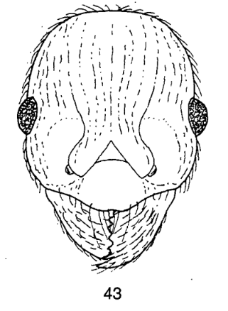 File:Fig. 43 Radchenko et al. 2006.png