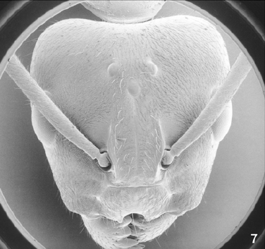 File:Camponotus khaosokensis queen head.jpg