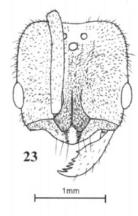 Fig. 23, Joma and Mackay 2017, B. pilosuperficia, female, head.png