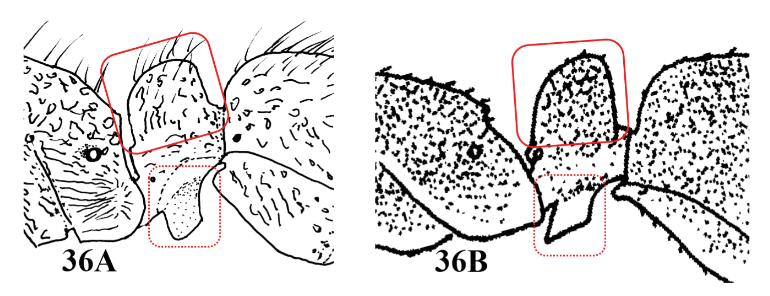 File:Chen 2017 Fig. 36.png