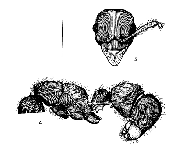 File:Ingeborgae.jpg