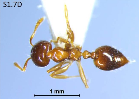 File:Crematogaster claudiae F1.7D.jpg