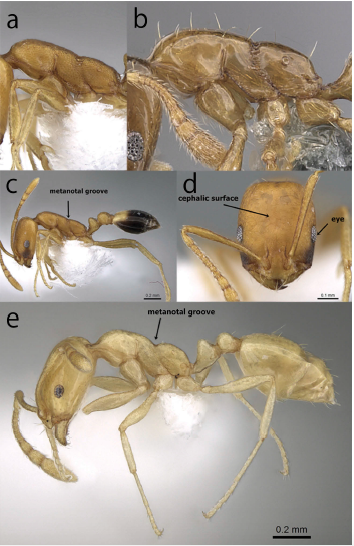 File:Sharaf et al. 2018 Fig. 16.png