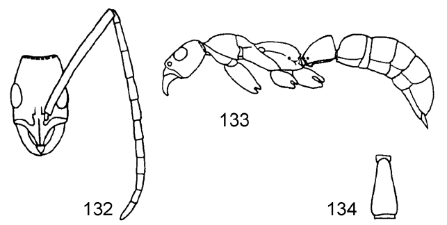 File:Leptogenys pangui.jpg