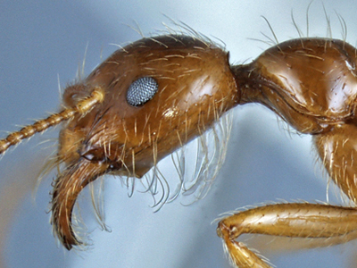 Aphaenogaster Australian key 1a.jpg