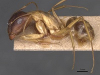 Camponotus guttatus casent0905280 p 1 high.jpg