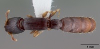 Cylindromyrmex meinerti casent0010788 dorsal 1.jpg