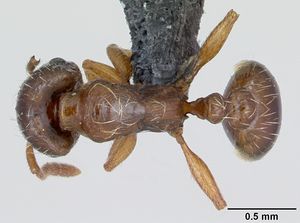 Strongylognathus testaceus casent0173184 dorsal 1.jpg