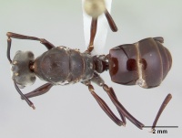 Bregmatomyrma carnosa casent0178754 dorsal 1.jpg