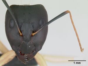 Camponotus maculatus casent0103332 head 1.jpg