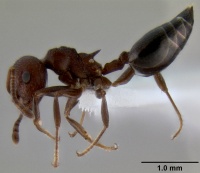 Crematogaster subnuda casent0193690 p 1 high.jpg