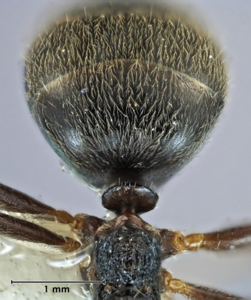 File:Dolichoderus goudiei ANIC32-060605 gaster 32-Antwiki.jpg