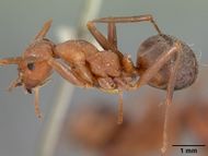 Formica difficilis casent0102161 profile 1.jpg