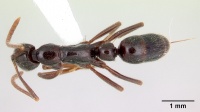 Leptogenys deborae D.jpg