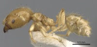 Pheidole minutula casent0281756 p 1 high.jpg