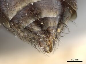 Pristomyrmex pollux casent0901714 p 3 high.jpg