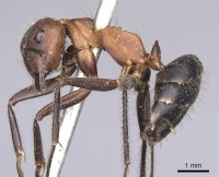 Camponotus irritabilis casent0901901 p 1 high.jpg