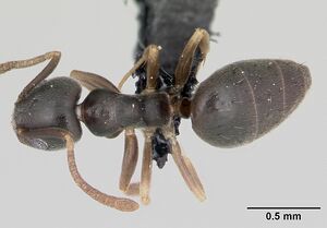 Technomyrmex pallipes casent0128782 dorsal 1.jpg