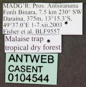 Anochetus madagascarensis casent0104544 label 1.jpg