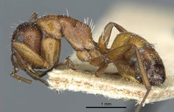 Camponotus robecchii troglodytes casent0911860 p 1 high.jpg