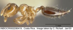 Crematogaster crucis inbiocri002280419 p 1 high.jpg