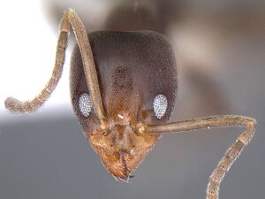 Linepithema aztecoides casent0106970 head 1.jpg