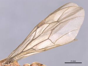 Neivamyrmex gracilis casent0911396 p 2 high.jpg