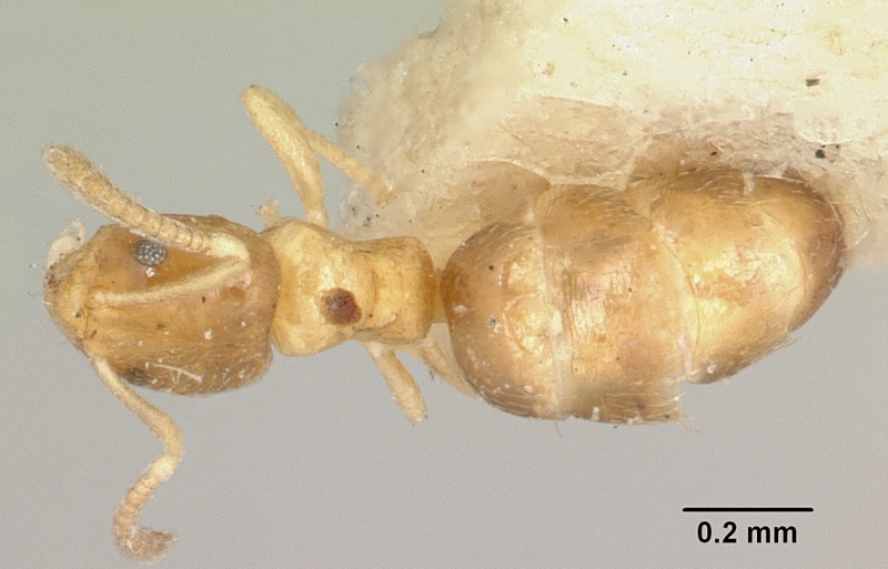 File:Plagiolepis exigua casent0101305 dorsal 1.jpg