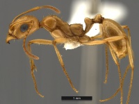 Aphaenogaster-megommata-MCZ001L.jpg