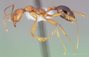 Aphaenogaster boulderensis casent0005722 profile 1.jpg