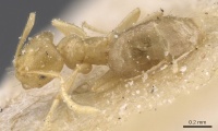 Brachymyrmex modestus casent0911603 d 1 high.jpg