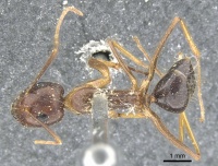 Camponotus arrogans casent0903598 d 1 high.jpg